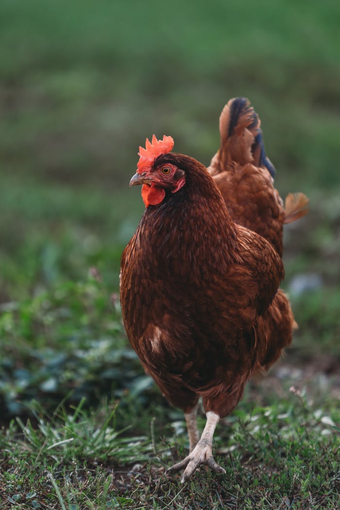 A brown hen walking on grass in a farm setting, showcasing natural poultry behavior.