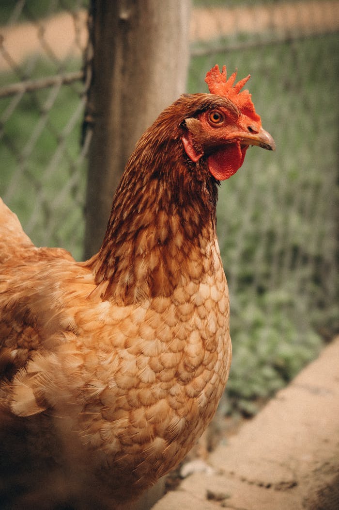 Close-up of a brown chicken in an outdoor enclosure in São Bernardo, Brazil.