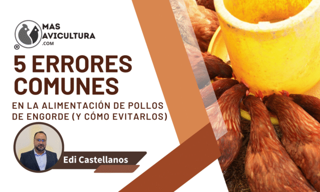 5 Errores Comunes en la Alimentación de Pollos de Engorde (y Cómo Evitarlos)